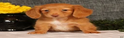 Miniature Dachshund dogs for sale: Jimmy - Ad 3