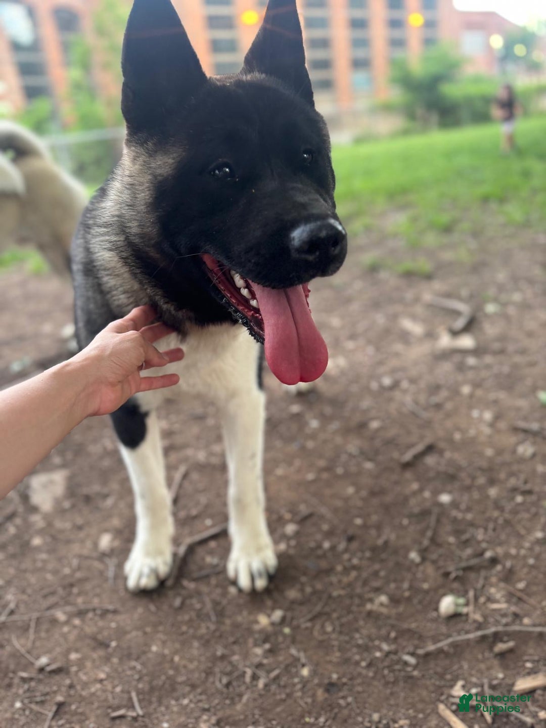 Akita dogs for sale: Akita Puppy 1 - Ad 4