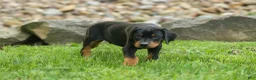 Doberman Pinscher dogs for sale:  Dax (Black Rust)🐶 - Ad 6