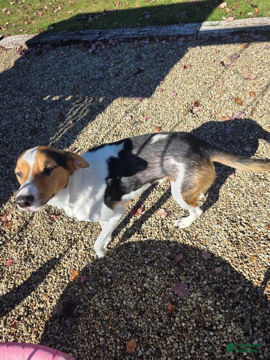 Mixed Breed dogs for sale: Mixed Breed 1 - Ad 4