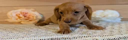 Miniature Dachshund dogs for sale: Hendrix  - Ad 4