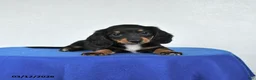 Miniature Dachshund dogs for sale: Molly - Ad 4