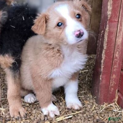 English Shepherd dogs Shayla English Shepherd  - Ad 1