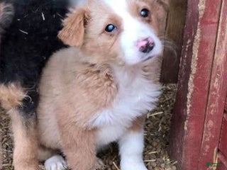 English Shepherd dogs Shayla English Shepherd - Ad 2