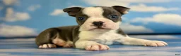 Frenchton dogs for sale: Lux - Ad 6