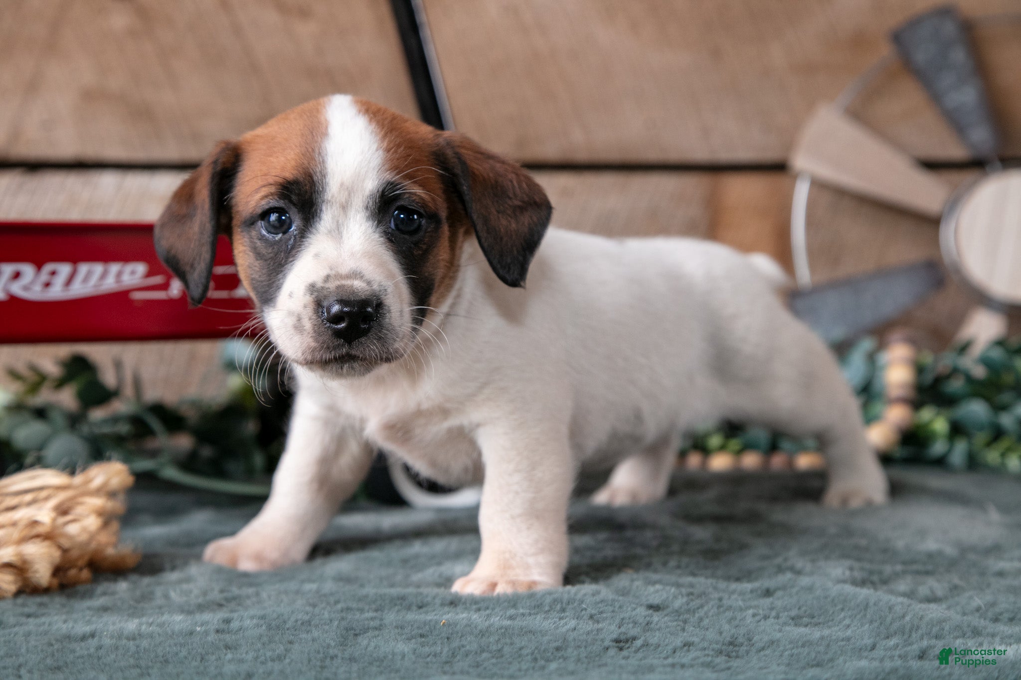 Jack Russell Terrier dogs Penny - Ad 1
