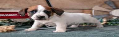 Penny