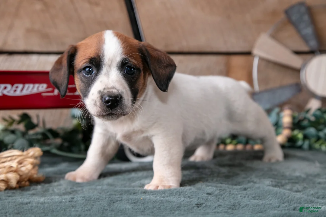 Jack Russell Terrier dogs for sale: Penny - Ad 1