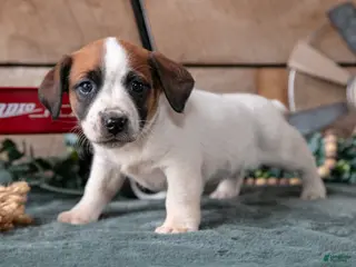 Jack Russell Terrier dogs for sale: Penny - Ad 1