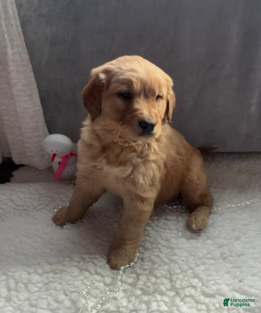 Golden Retriever dogs for sale: Belle - Ad 1