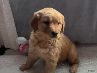 Golden Retriever dogs Belle - Ad 38