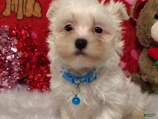 Maltese dogs Liam - Blue - Ad 20