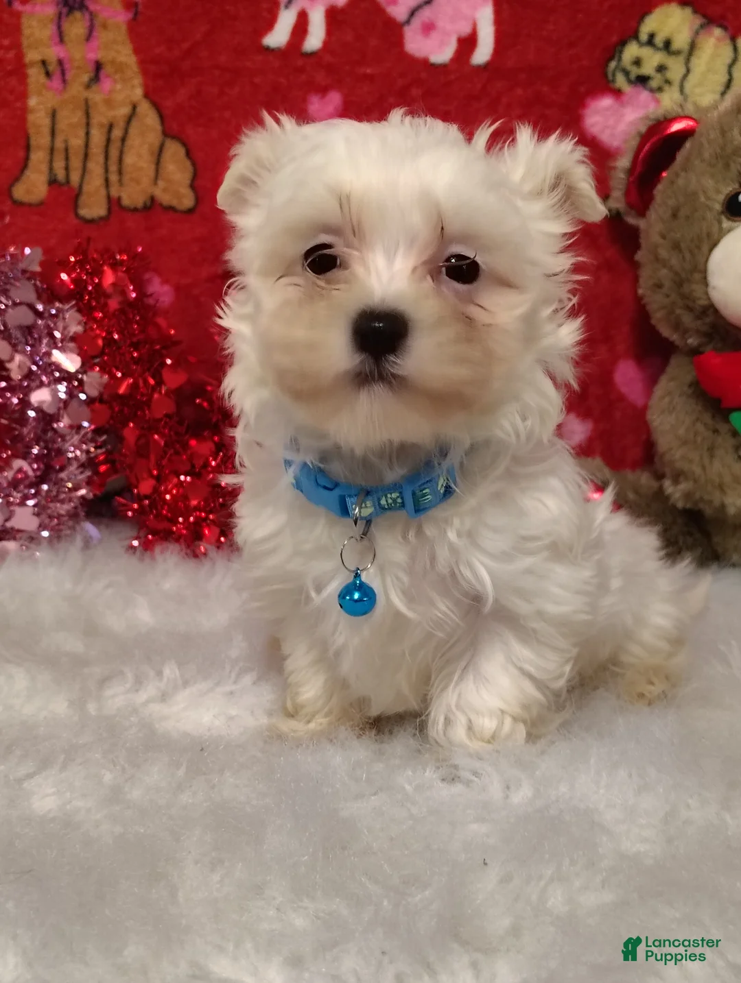 Maltese dogs for sale: Liam - Blue - Ad 1