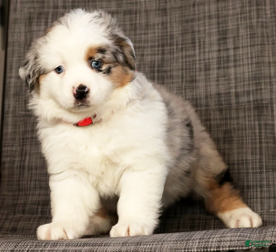 Miniature Australian Shepherd dogs for sale: Jill - Ad 6