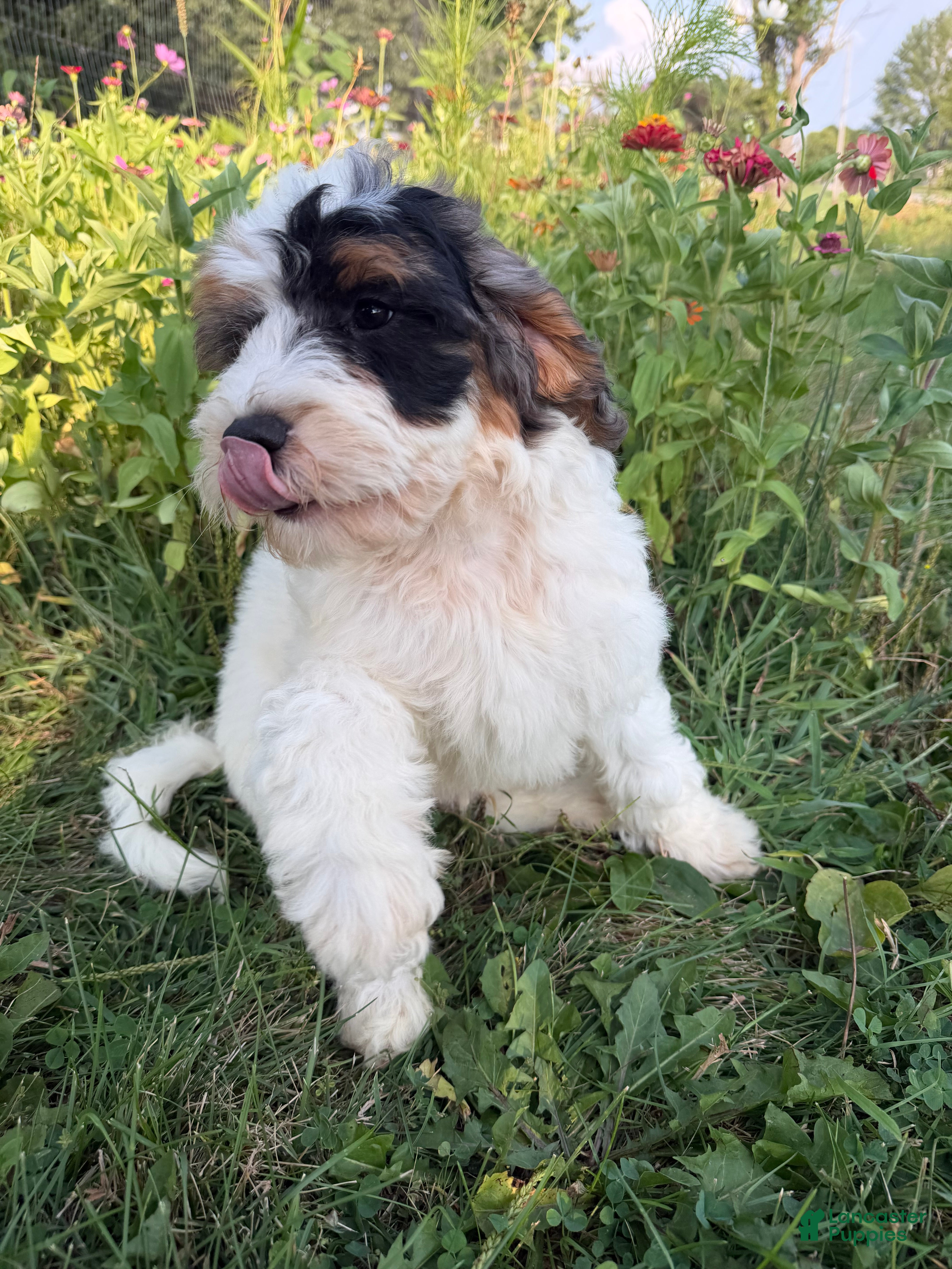 Bernedoodle dogs Froggy - Ad 1