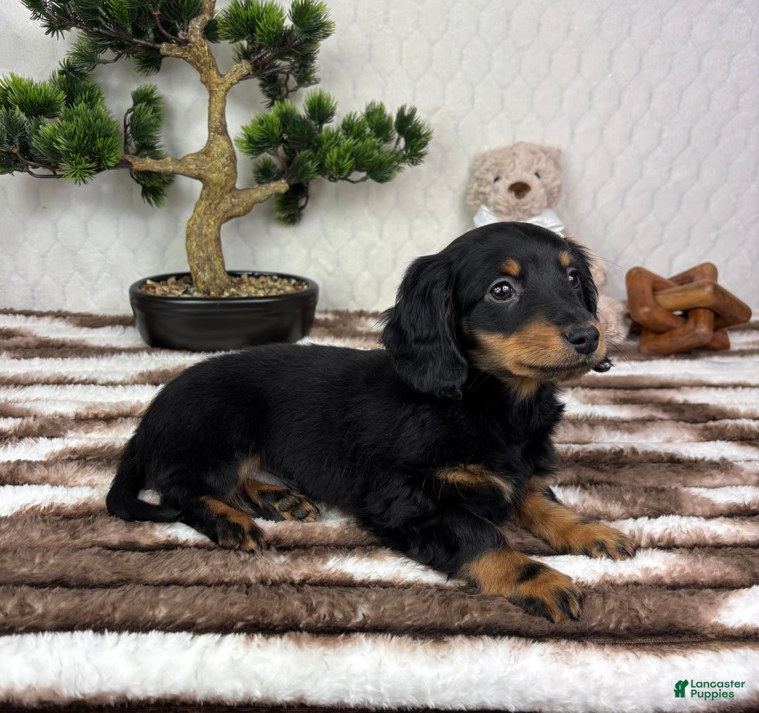 Miniature Dachshund dogs for sale: Drake - Ad 6