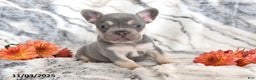French Bulldog dogs for sale: Love Bug - Ad 11