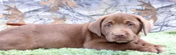 Labrador Retriever dogs for sale: Remington  - Ad 4