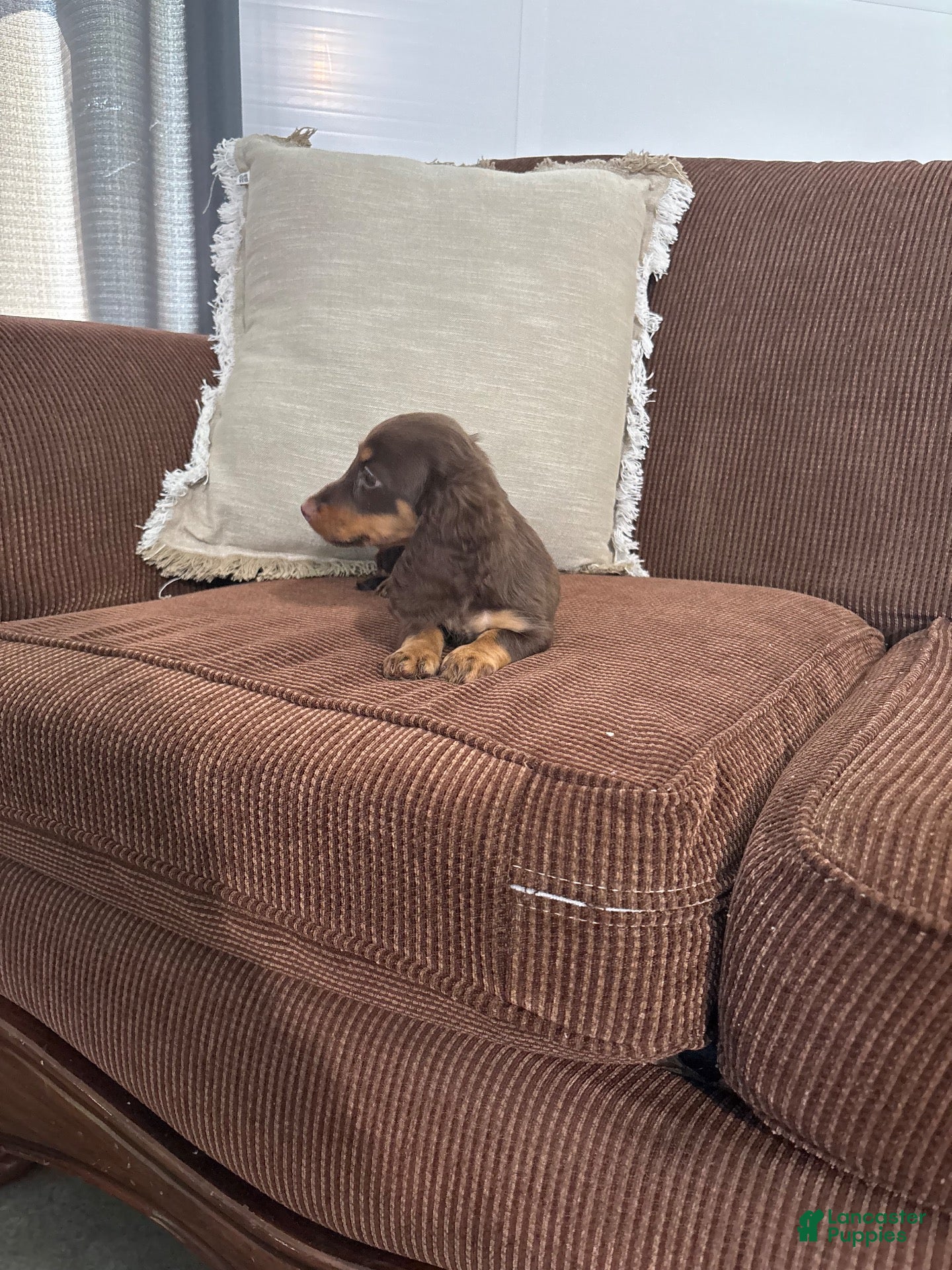 Miniature Dachshund dogs Miniature Dachshund 1 - Ad 2