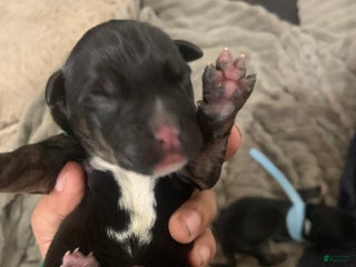 Mixed Breed dogs - Ad 23