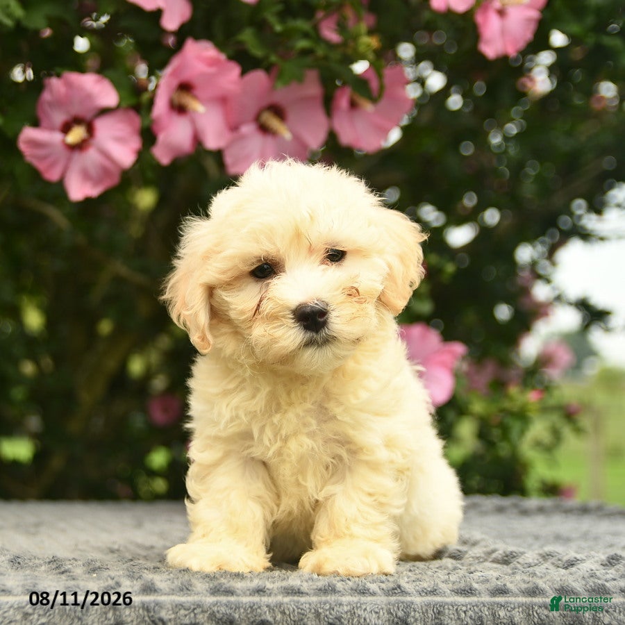 Mixed Breed dogs Arlan  - Ad 2