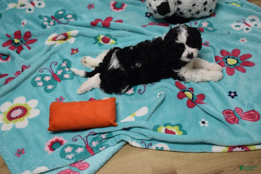 Cavapoo dogs for sale: Brindley - Ad 2