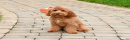 Cavapoo dogs for sale: Carson  - Ad 3