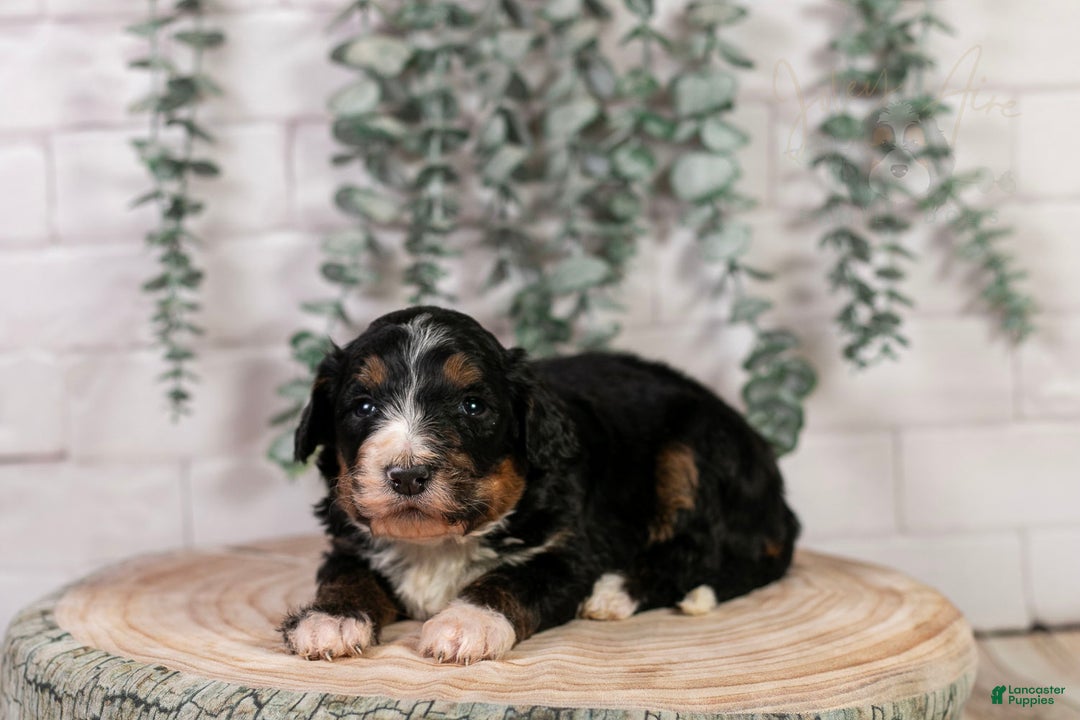 Bernedoodle dogs for sale: Hockey - Ad 12