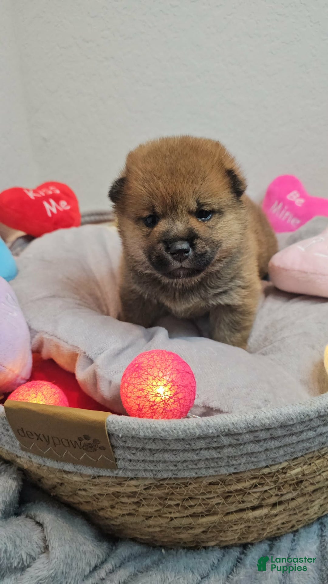 Shiba Inu dogs for sale: Rin - Ad 8