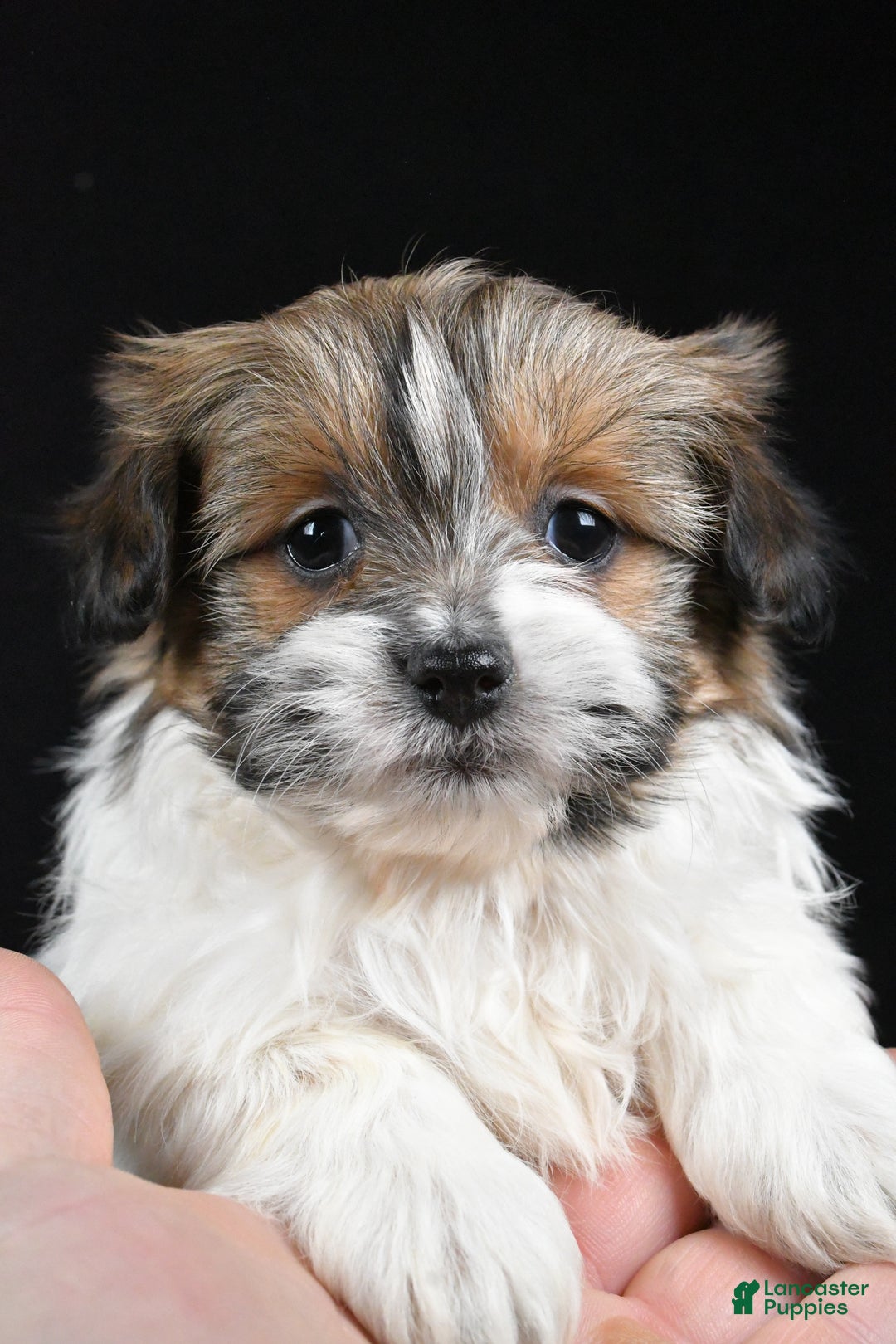 Mixed Breed dogs for sale: Amber - Ad 7