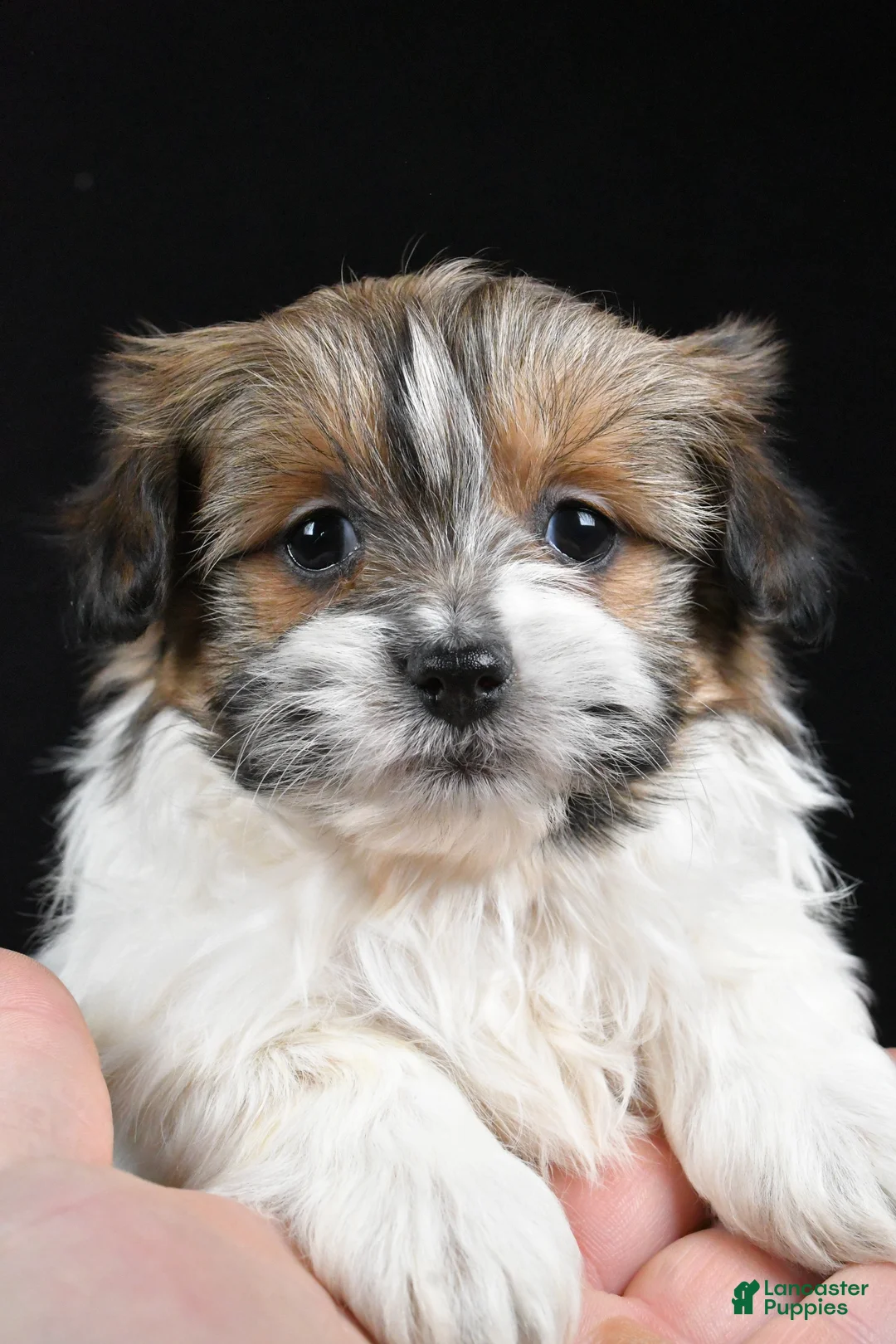 Mixed Breed dogs for sale: Amber - Ad 5