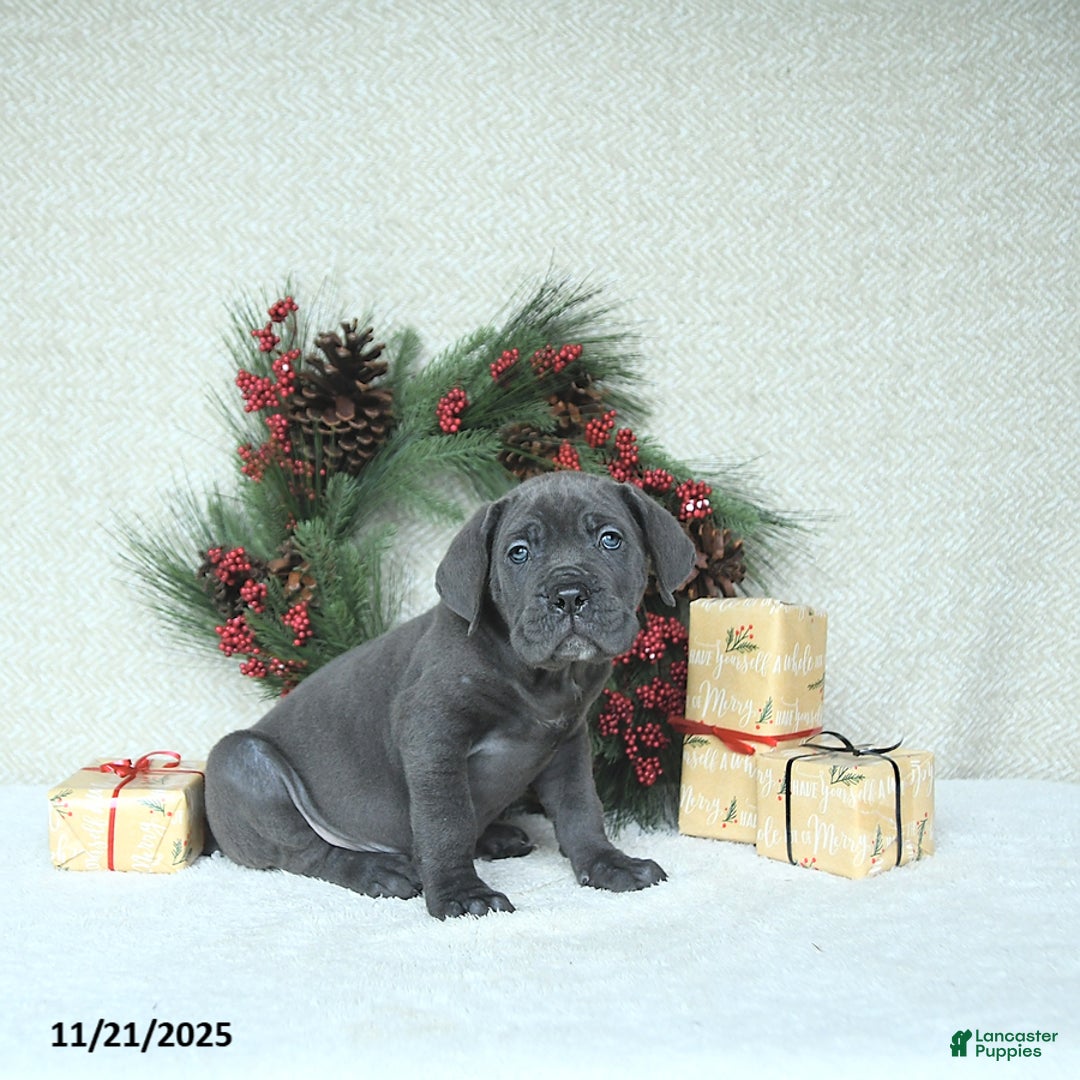 Cane Corso dogs for sale: Zane - Ad 9