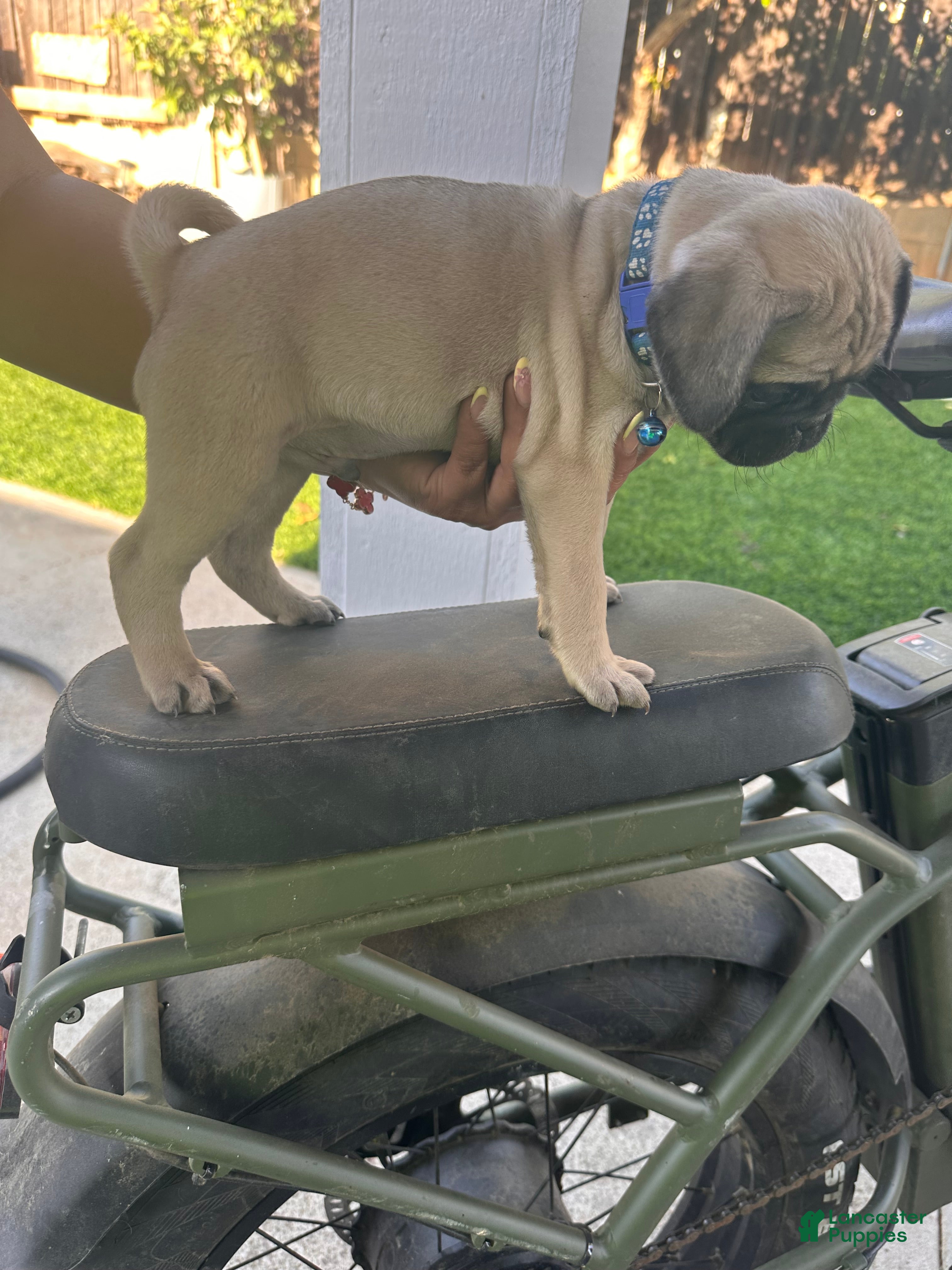 Pug dogs for sale: Pug Puppy 3 blue - Ad 4