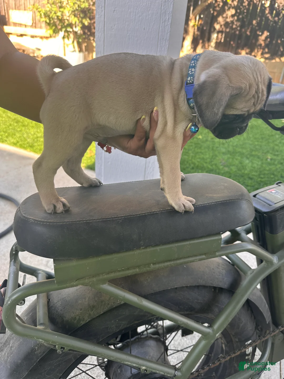 Pug dogs for sale: Pug Puppy 3 blue - Ad 1