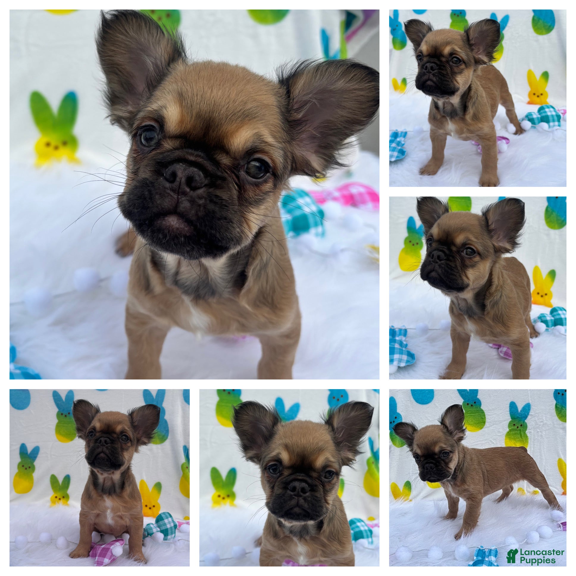 French Bulldog dogs Fawn girl  - Ad 18