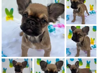 French Bulldog dogs Fawn girl - Ad 18