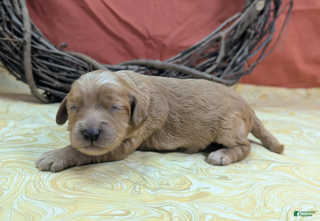 Cockapoo dogs for sale: Pips - Ad 2