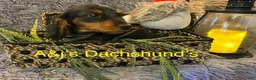 Miniature Dachshund dogs for sale: Miniature Dachshund Puppy 3 - Ad 5