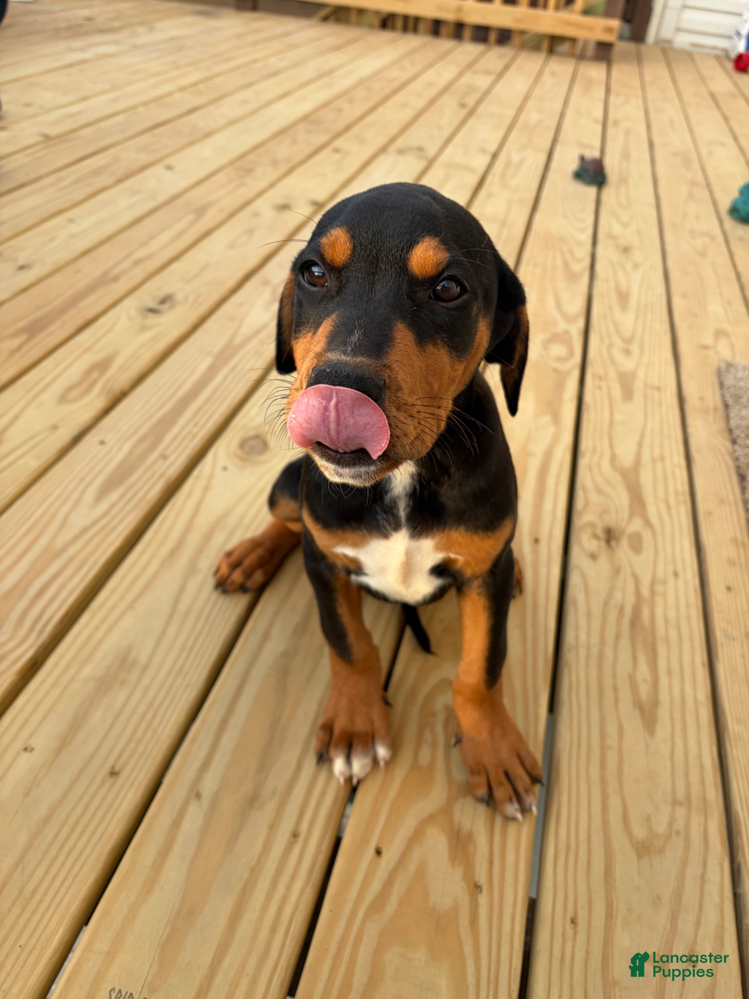 Mixed Breed dogs Snoopy - Ad 11