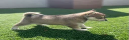 Alaskan Klee Kai dogs for sale: Rhaena - Ad 3
