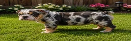 English Bulldog dogs for sale: English Bulldog 1 - Ad 2