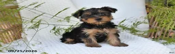 Yorkshire Terrier dogs for sale: Neo - Ad 1