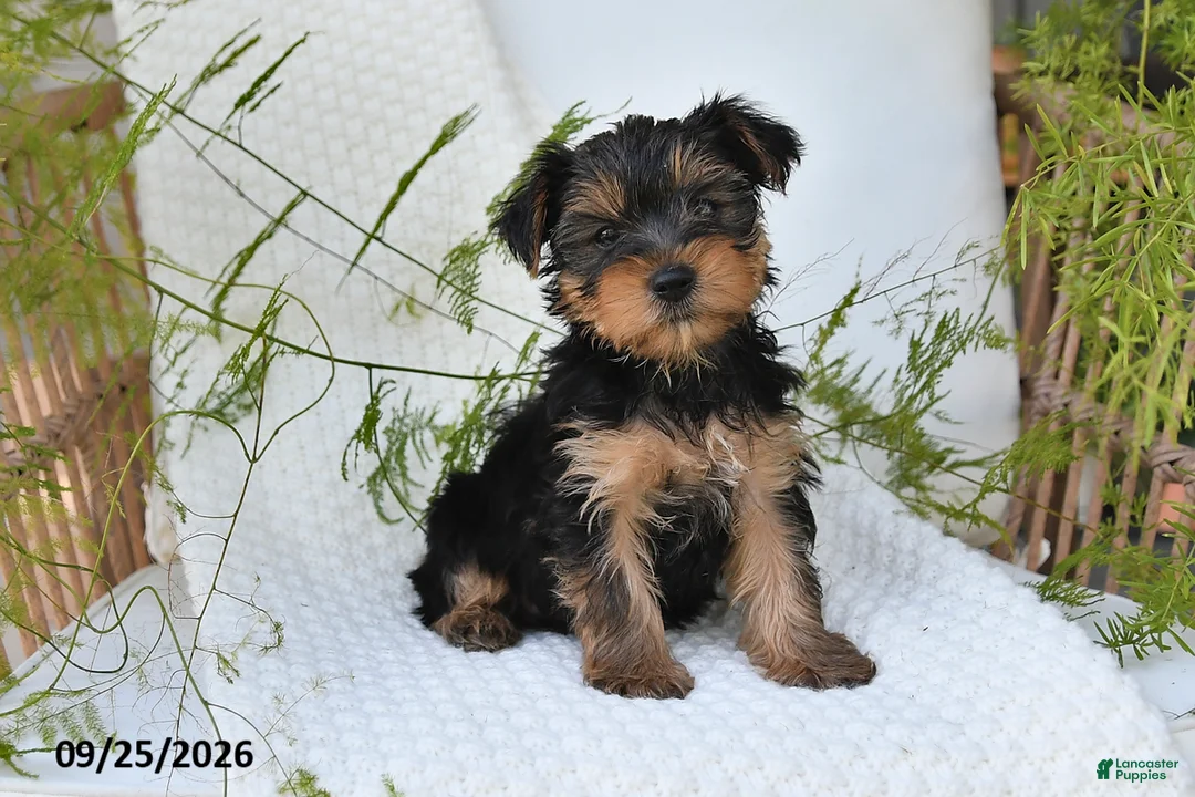 Yorkshire Terrier dogs for sale: Neo - Ad 1