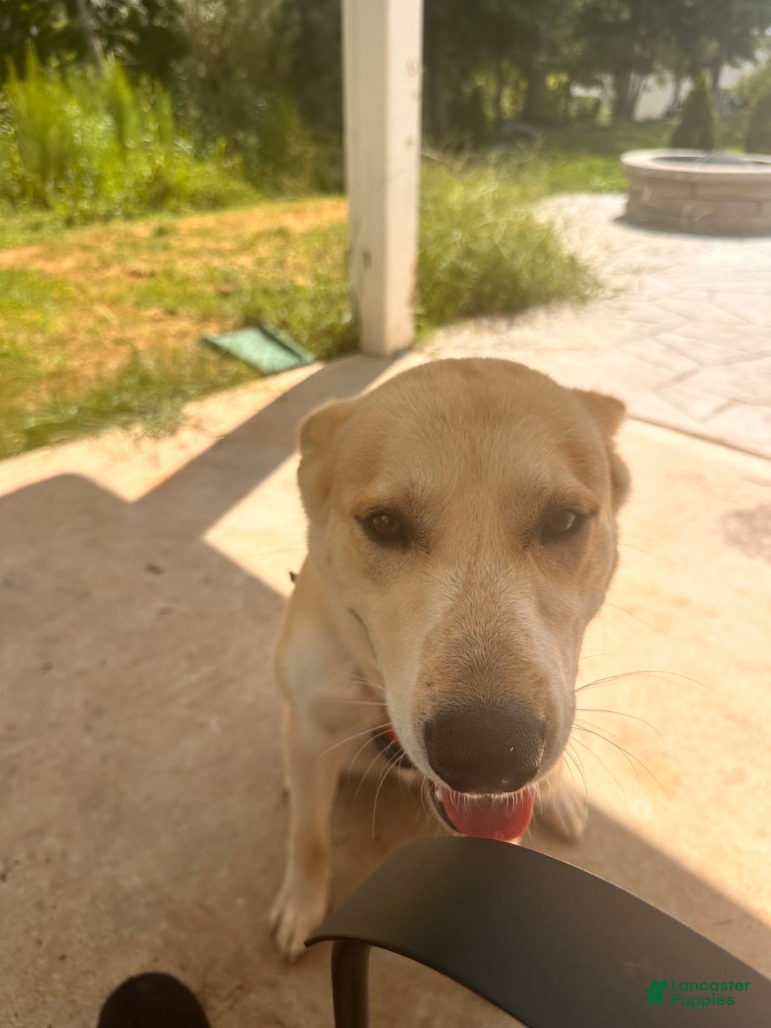 Mixed Breed dogs for sale: Bluey  - Ad 4