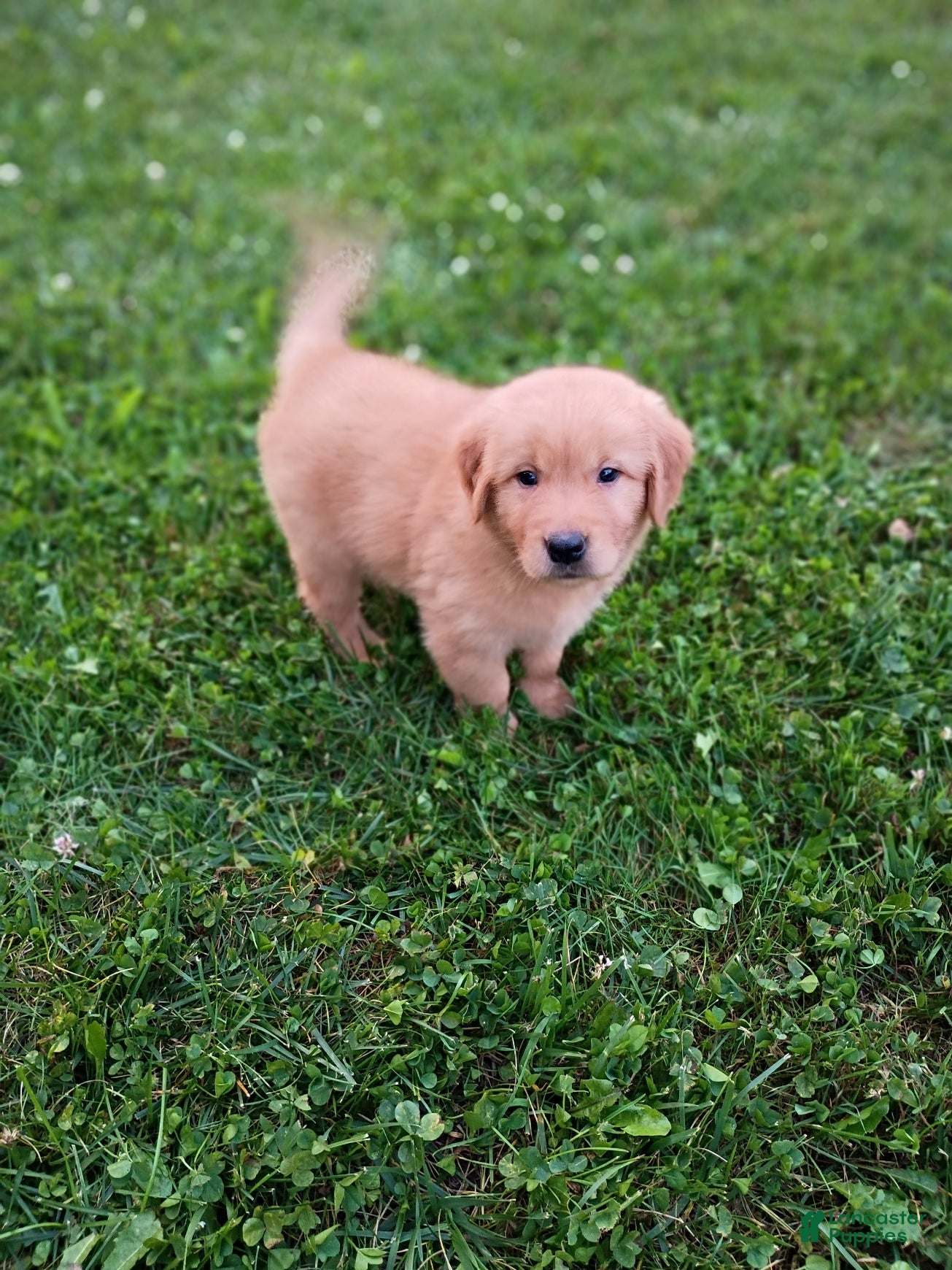 Golden Retriever dogs Golden Retriever 2 - Ad 1