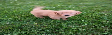 Golden Retriever 2