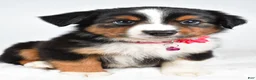 Miniature Australian Shepherd dogs for sale: Annie  - Ad 9