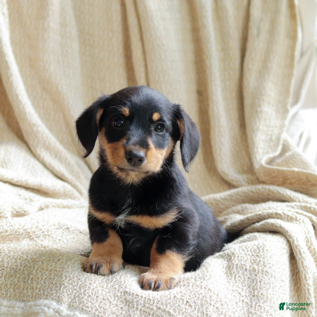 Mixed Breed dogs for sale: Otto - Ad 2