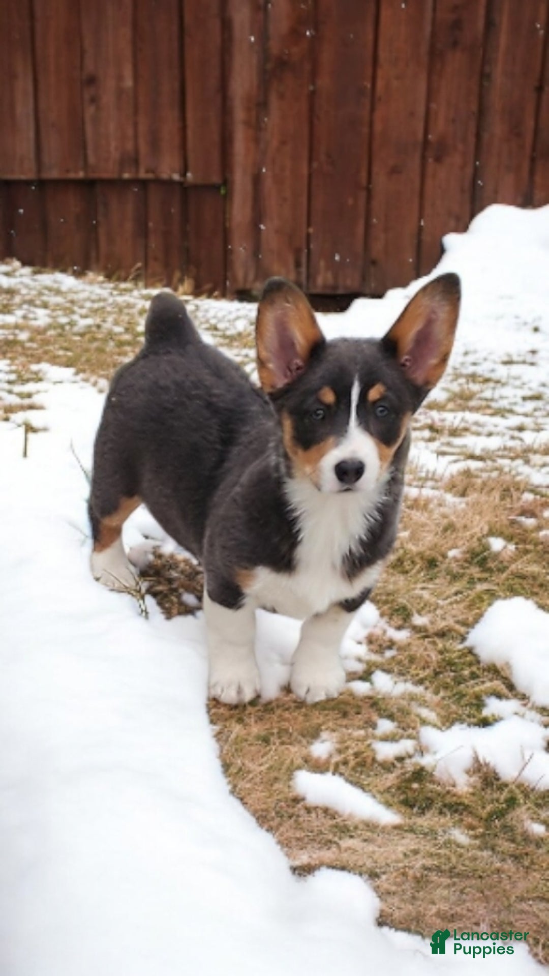 Welsh Corgi Pembroke dogs for sale: Apple Bluie - Ad 4