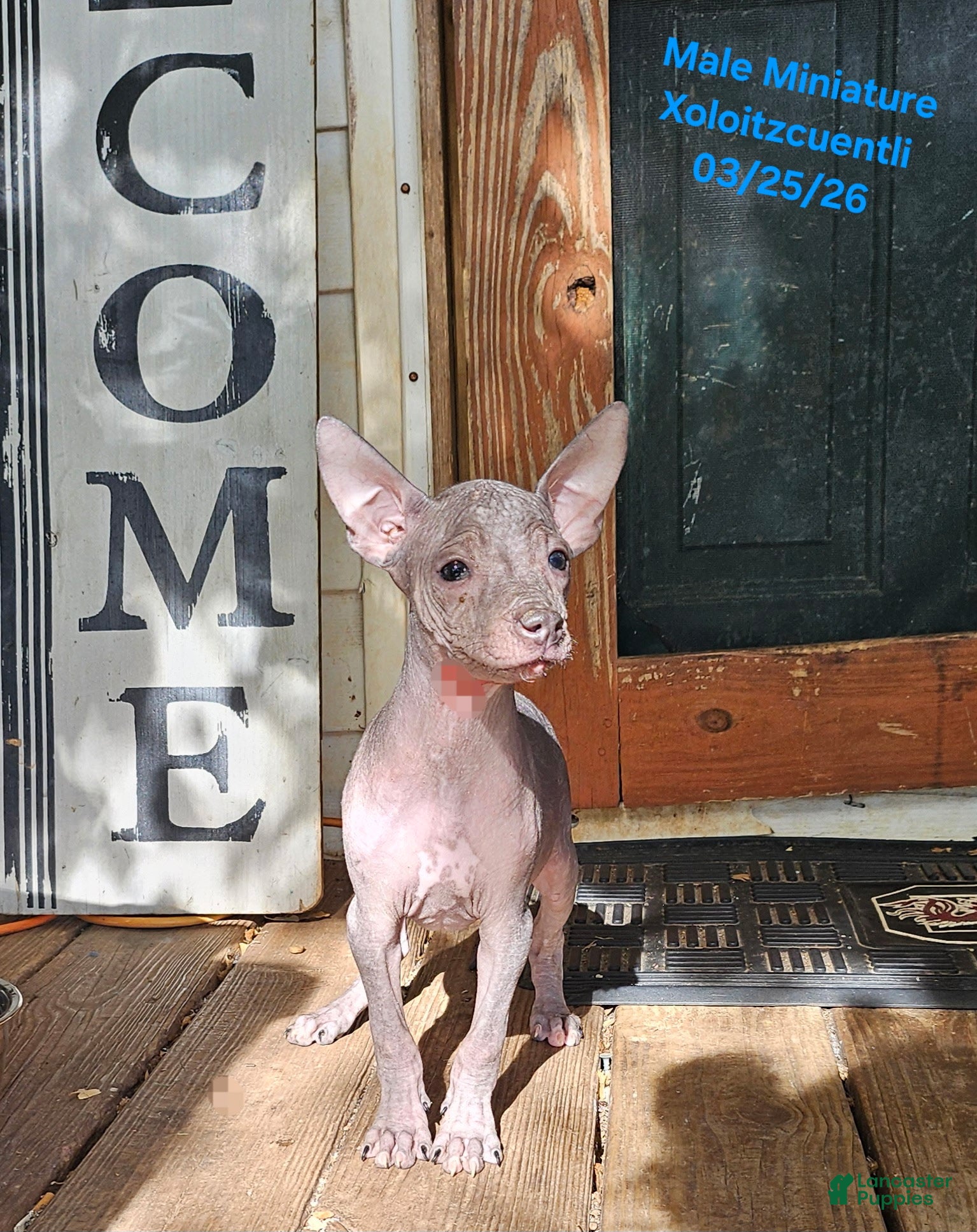 Xoloitzcuintle dogs Xoloitzcuintle Male Mini  - Ad 2